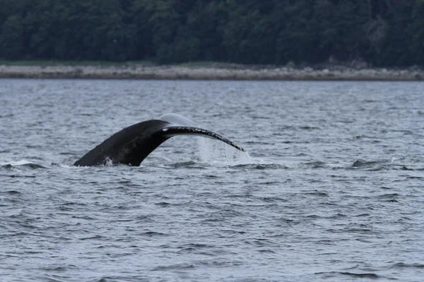 Whales in inside passage, Alaska — Stock Photo, Image