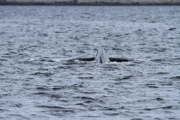 Ballenas en el pasaje interior, Alaska —  Fotos de Stock