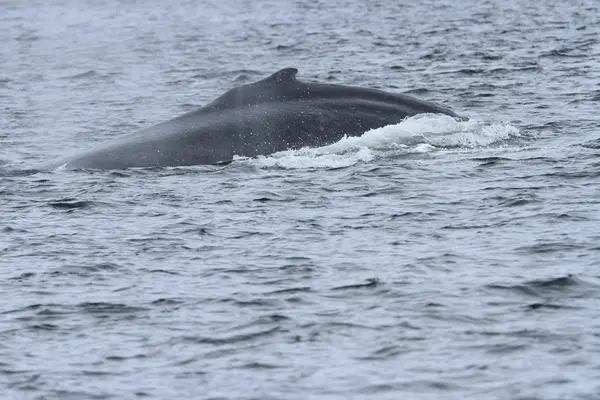 Walvissen binnen passage, Alaska — Stockfoto