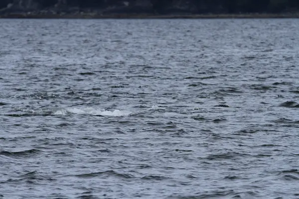 Ballenas en el pasaje interior, Alaska — Foto de Stock