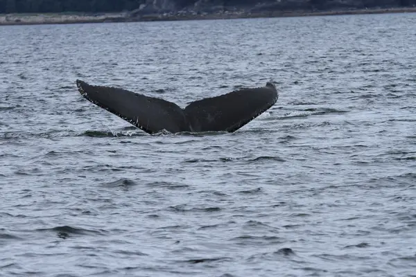 クジラの中の道、アラスカ — ストック写真