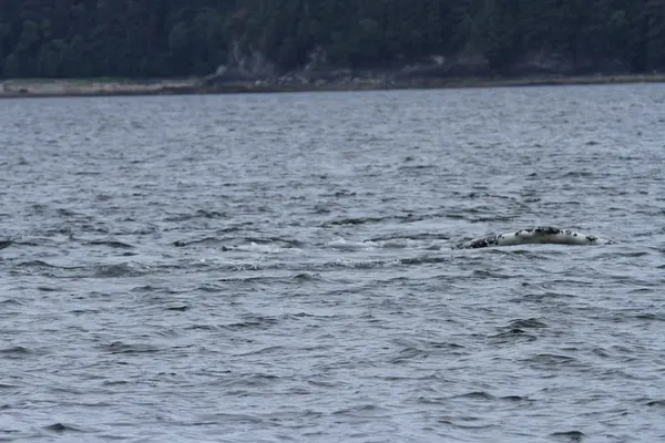 Walvissen binnen passage, Alaska — Stockfoto