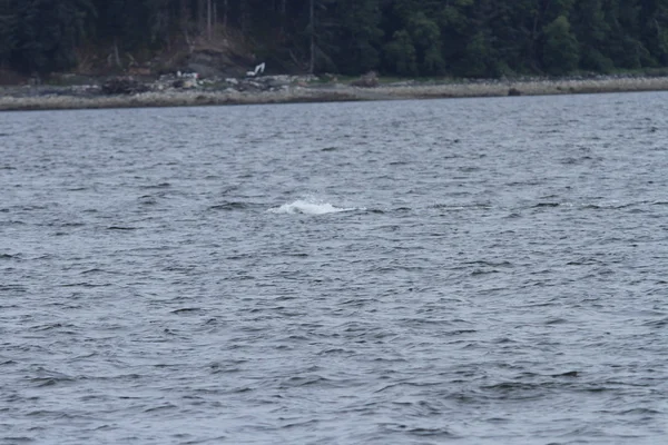 鲸鱼在里面段落，阿拉斯加 — 图库照片