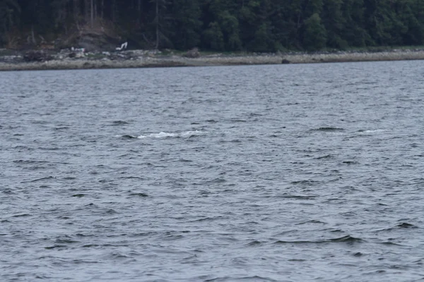 Φάλαινες στο εσωτερικό πέρασμα, Alaska — Φωτογραφία Αρχείου