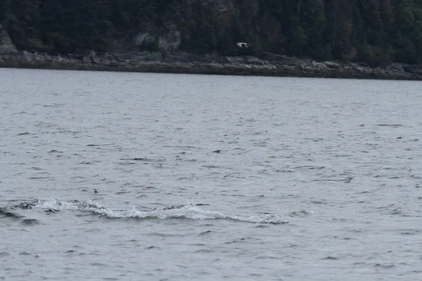 Wale in der Passage, alaska — Stockfoto