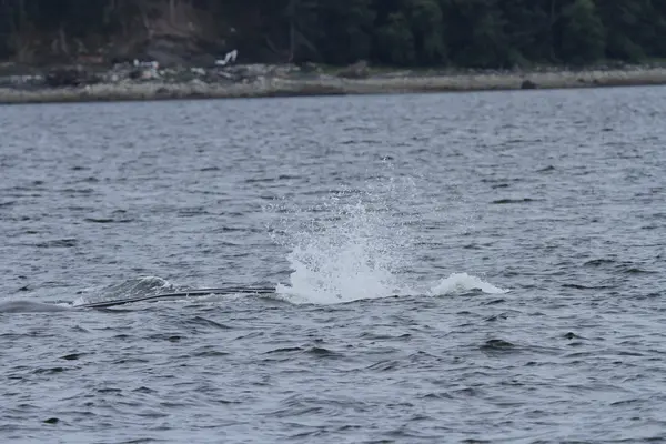 Whales in inside passage, Alaska — Stock Photo, Image