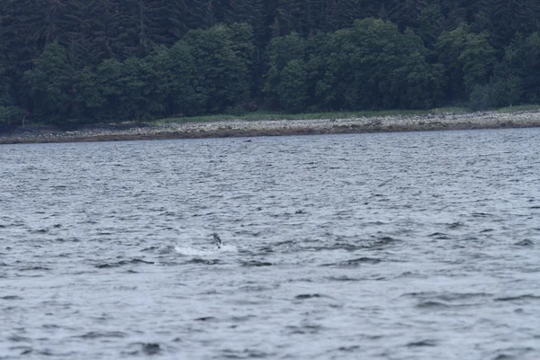 Wieloryby w środku pasażu, Alaska — Zdjęcie stockowe