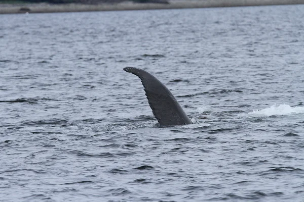 Whales in inside passage, Alaska — Stock Photo, Image