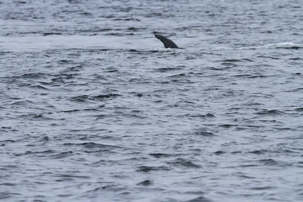 Walvissen binnen passage, Alaska — Stockfoto