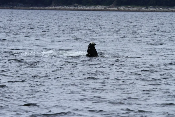 Wieloryby w środku pasażu, Alaska — Zdjęcie stockowe