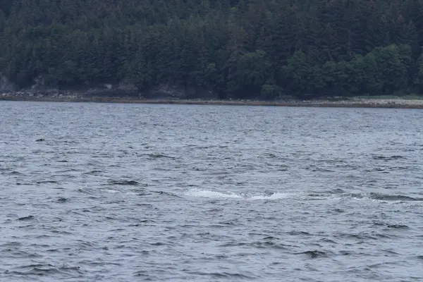 Wieloryby w środku pasażu, Alaska — Zdjęcie stockowe