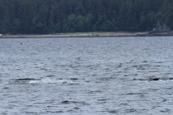 İçinde balina geçiş, Alaska içinde — Stok fotoğraf