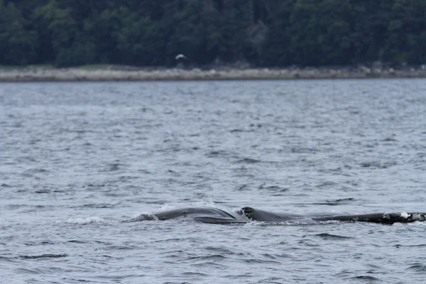 Whales in inside passage, Alaska — Stock Photo, Image