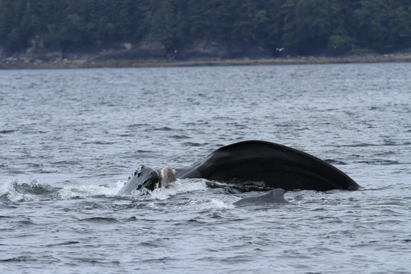 Whales in inside passage, Alaska — Stock Photo, Image