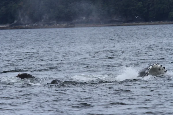 Wieloryby w środku pasażu, Alaska — Zdjęcie stockowe