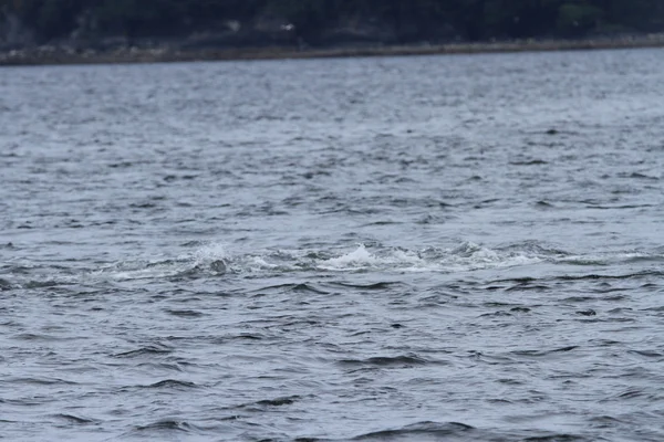 Ballenas en el pasaje interior, Alaska — Foto de Stock