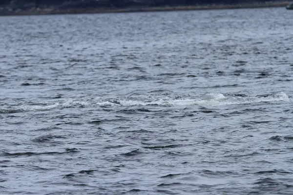 Walvissen binnen passage, Alaska — Stockfoto