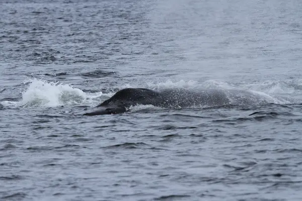 Whales in inside passage, Alaska — Stock Photo, Image