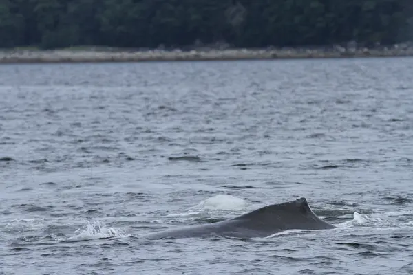 Whales in inside passage, Alaska — Stock Photo, Image