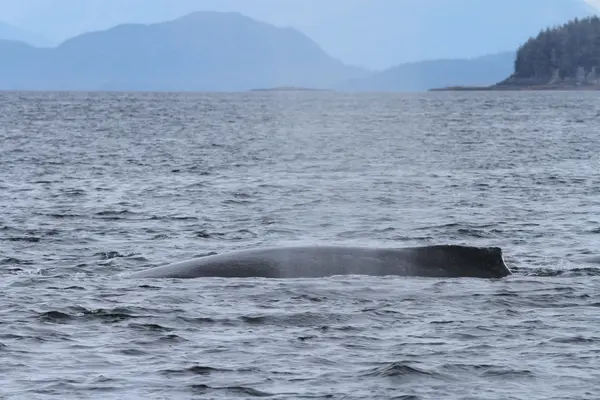 Balene in passaggio interno, Alaska — Foto Stock