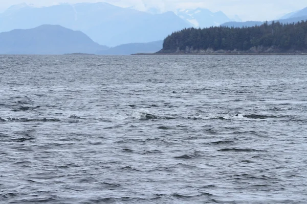 Ballenas en el pasaje interior, Alaska —  Fotos de Stock