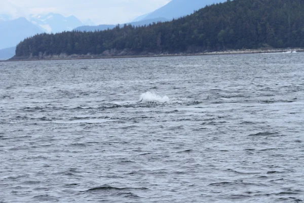 Φάλαινες στο εσωτερικό πέρασμα, Alaska — Φωτογραφία Αρχείου