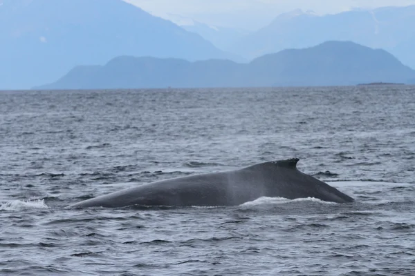 Balene in passaggio interno, Alaska — Foto Stock