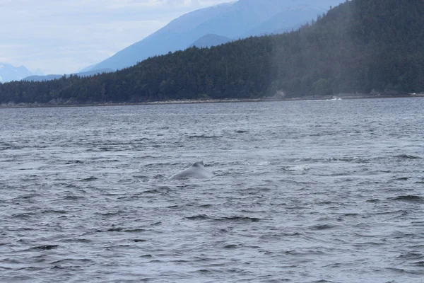 Ballenas en el pasaje interior, Alaska —  Fotos de Stock