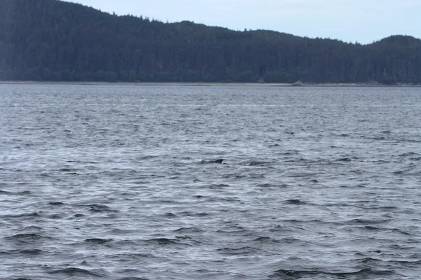 Ballenas en el pasaje interior, Alaska —  Fotos de Stock