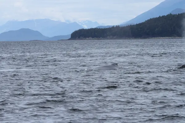 A bálnák inside passage, Alaszka — Stock Fotó