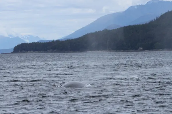 Wieloryby w środku pasażu, Alaska — Zdjęcie stockowe