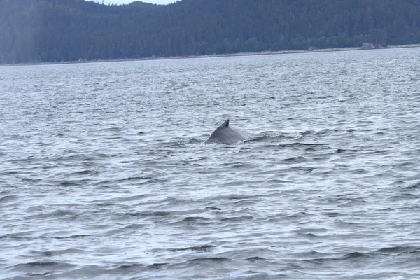 에 고래 통행, 알래스카 내부 — 스톡 사진