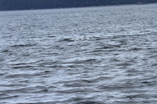 Ballenas en el pasaje interior, Alaska —  Fotos de Stock