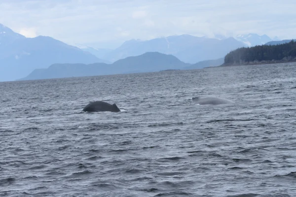 Ballenas en el pasaje interior, Alaska — Foto de Stock