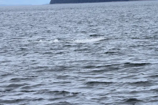 İçinde balina geçiş, Alaska içinde — Stok fotoğraf
