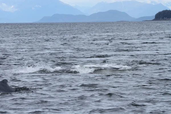 에 고래 통행, 알래스카 내부 — 스톡 사진