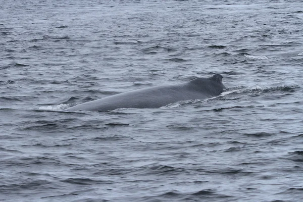 Whales in inside passage, Alaska — Stock Photo, Image