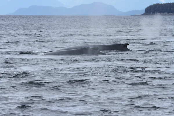 A bálnák inside passage, Alaszka — Stock Fotó