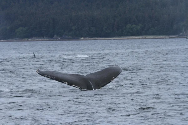 クジラの中の道、アラスカ — ストック写真