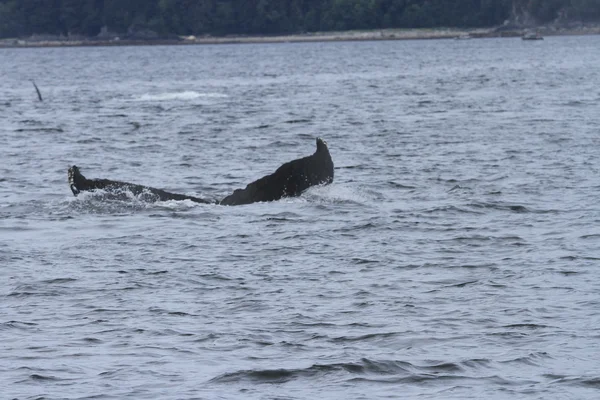 Whales in inside passage, Alaska — Stock Photo, Image