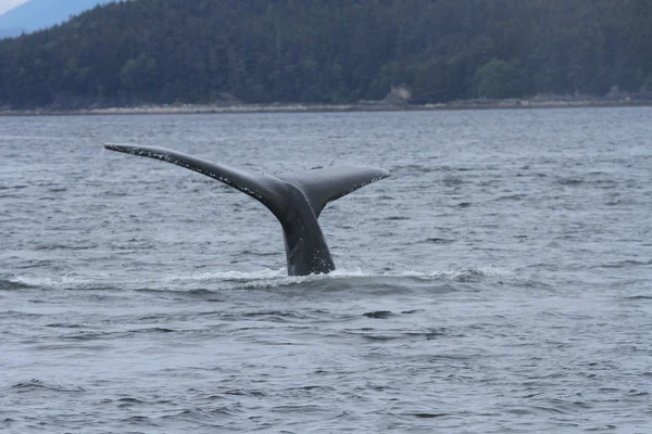 İçinde balina geçiş, Alaska içinde