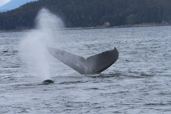 İçinde balina geçiş, Alaska içinde