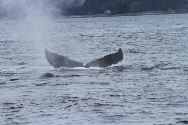 Wieloryby w środku pasażu, Alaska — Zdjęcie stockowe