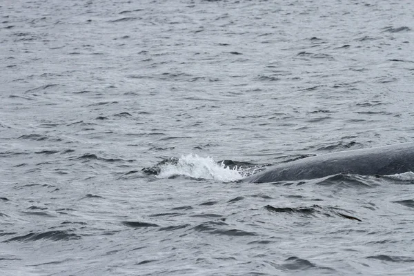 Whales in inside passage, Alaska — Stock Photo, Image