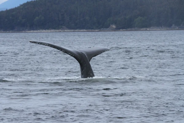Balene in passaggio interno, Alaska Immagini Stock Royalty Free
