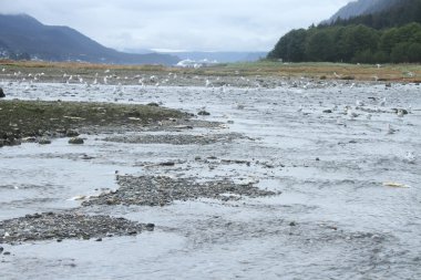 Juneau şehir ve manzara