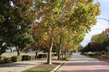 11-11-2025: Gilroy, California, ABD: Ağaçlar sonbaharda renk değiştiriyor