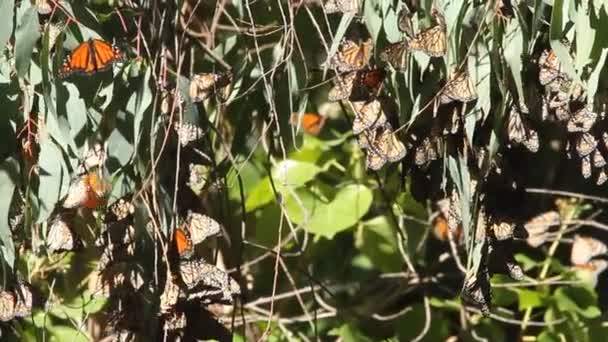 Migración de mariposas en la naturaleza — Vídeo de stock