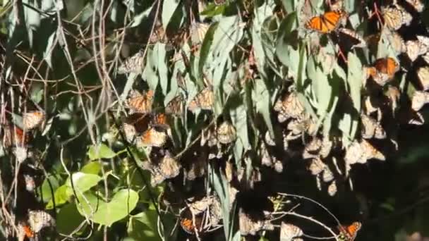 Миграция бабочек в природе — стоковое видео