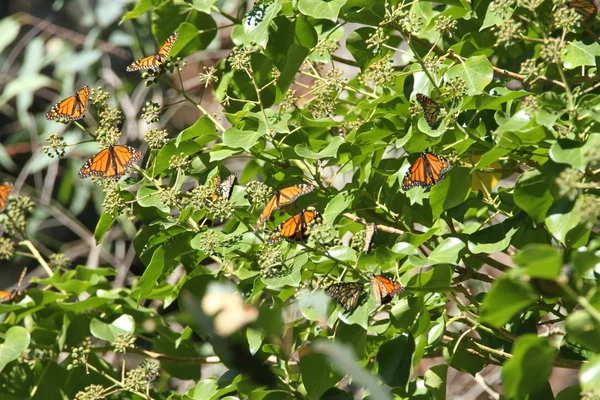 Butterfly Migration in nature — Stock Photo, Image